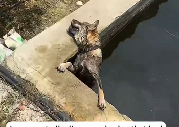 M1003009 I unexpectedly discovered a dog that had fallen into the pool and was