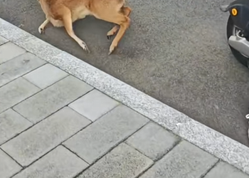 M1001024 This Woman Found a Sick Deer on the Road and Stopped to Save It ️