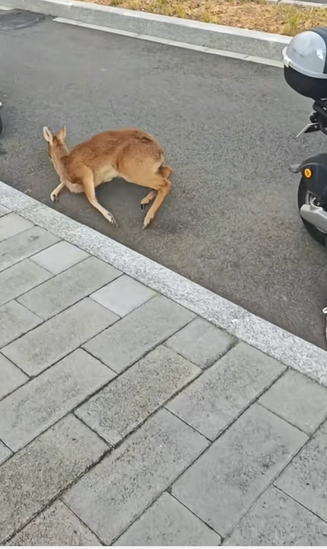 M1001024 This Woman Found a Sick Deer on the Road and Stopped to Save It ️