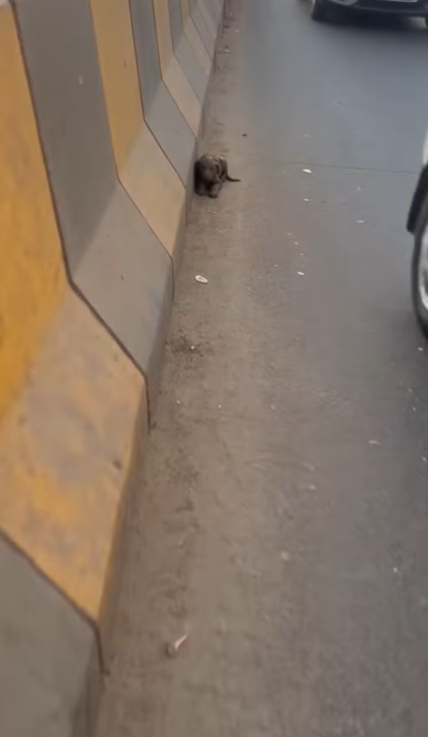 T1001005 He was pressed so flat against that curb, trying to make himself as small as possible. Every car that flew by m