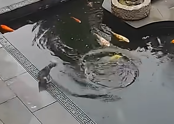T0810003 A GROUP OF FISH RESCUED A DOG