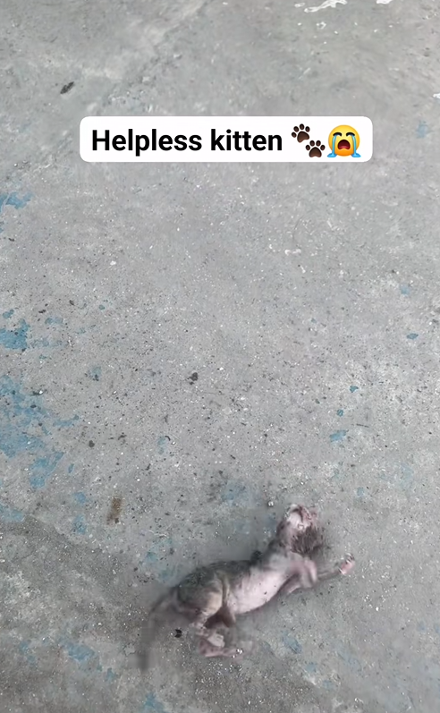 B0510020 Helpless kitty on the road