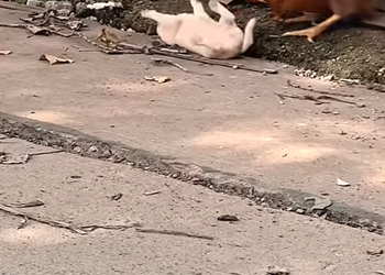T0810016 Rescued The Poor Dog on the street