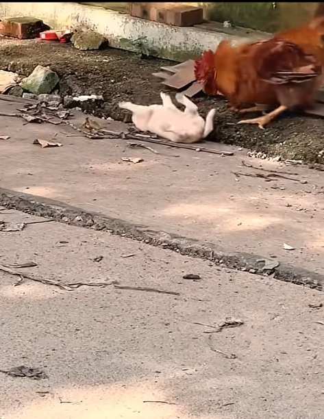 T0810016 Rescued The Poor Dog on the street