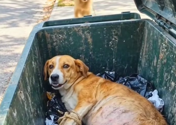 N0710009 Brave Dog Cries for Help Man Frees Pregnant Dog from the Dumpste