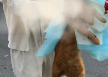 M1003025On my way home from get off work, I found a cat accidentally hanging_part2