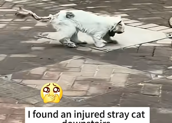 T0810014 Rescue poor stray cat