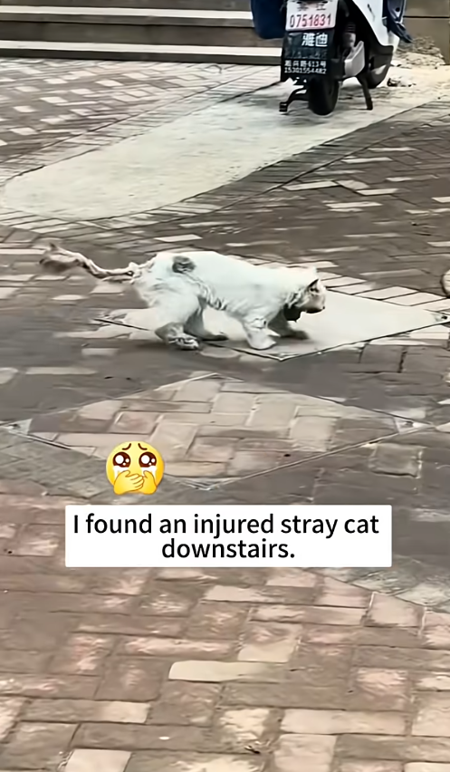 T0810014 Rescue poor stray cat