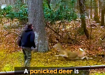 N0710027 the deer tangled and stuck rescued