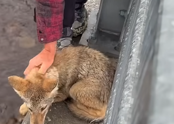 T0810020 Saving A Baby Coyote ️