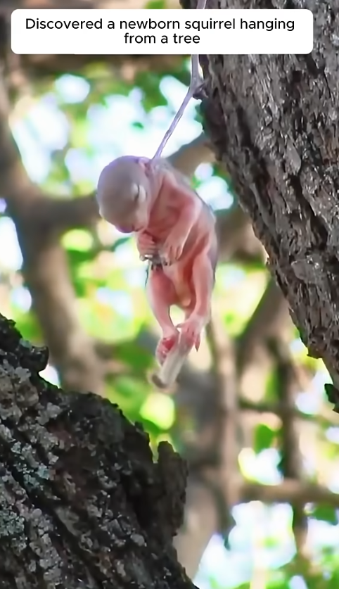 T0810022 This family rescued a newborn squirrel in distress, and then