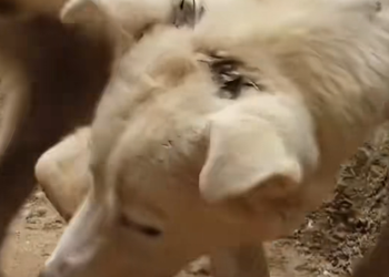 M0610021 Rescuing a dog chained up for years finally free