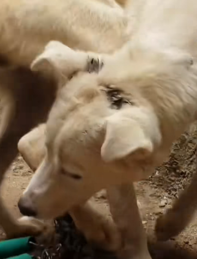 M0610021 Rescuing a dog chained up for years finally free