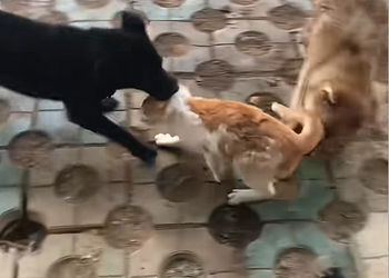 M0610019 Rescue a stray cat
