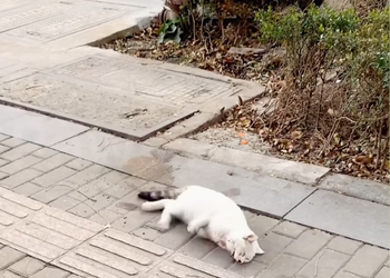 T1110002 A stray cat hit by a car writhed in pain by the roadside, trying to crawl forward but too weak