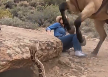 H0810012 Saadat Wahid – I sat down on a rock to get a pebble out of my boot. My horse saw wha