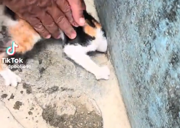M1010022 Tears streamed down my face uncontrollably when I saw this cat.