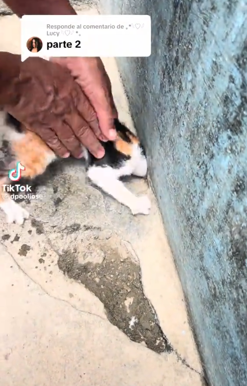 M1010022 Tears streamed down my face uncontrollably when I saw this cat.