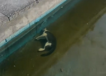 M1010023 Rescue a cat that was drowning in the swimmimg pool