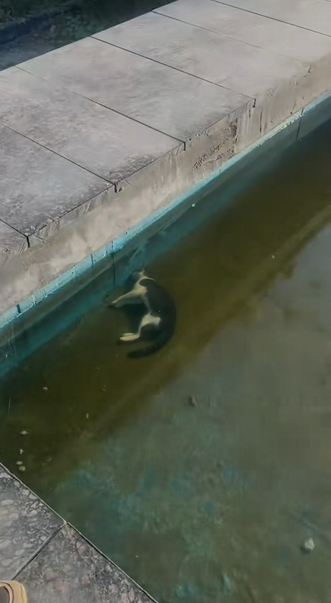 M1010023 Rescue a cat that was drowning in the swimmimg pool