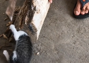 C1010009 Tiny Kitten Trapped Inside A Wooden Log Waits As Rescuers Work To Him
