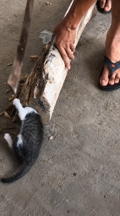 C1010009 Tiny Kitten Trapped Inside A Wooden Log Waits As Rescuers Work To Him