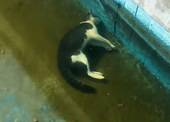 T1310009 It lay motionless in the pool,barely showing any signs of life but I