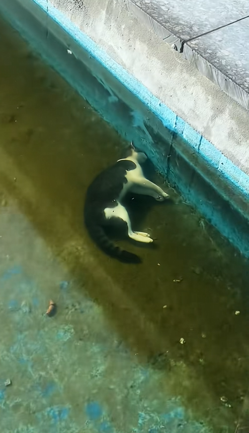 T1310009 It lay motionless in the pool,barely showing any signs of life but I