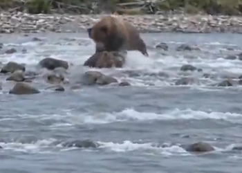 H1310005 Crazy Moments – A tiny grizzly cub lay still on the river stones after a huge male be
