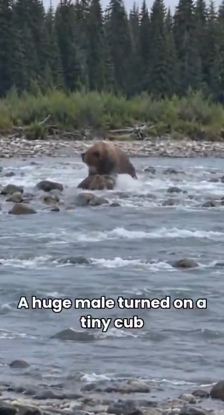 H1310005 Crazy Moments – A tiny grizzly cub lay still on the river stones after a huge male be