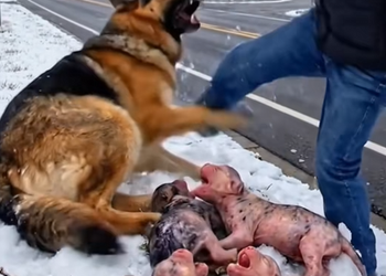 E0910001 A German Shepherd Mom Was Left in the Snow With Her Newborn Puppies