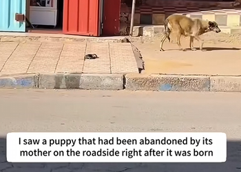 M0929011 I saw a puppy that had been abandoned by its mother on the roadside r