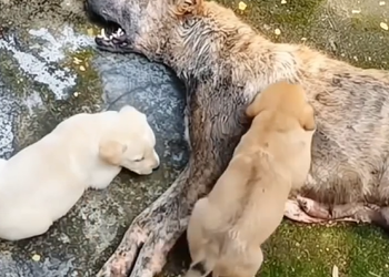 M1410011 Sometimes, the smallest hearts carry the deepest pain….we saved babies but mom