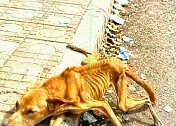 M1710009 Rescue a dog