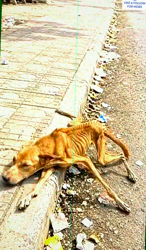 M1710009 Rescue a dog