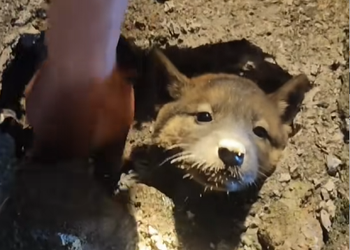 E1510028 The long-awaited puppy rescue video is finally here ️ The little p