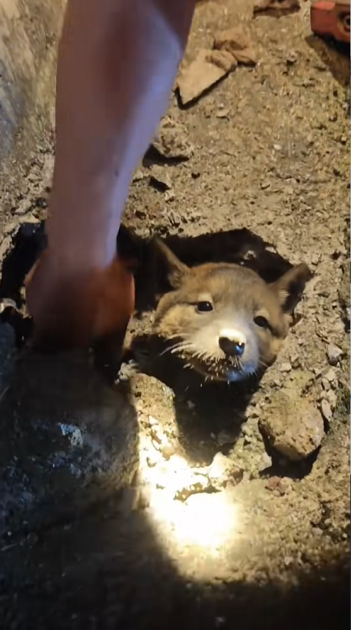 E1510028 The long-awaited puppy rescue video is finally here ️ The little p