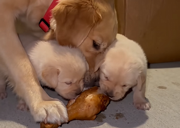 a170107The Abandoned Dog Begged For Her Puppies 🥺#animals #Love #wholesome #rescue #dog