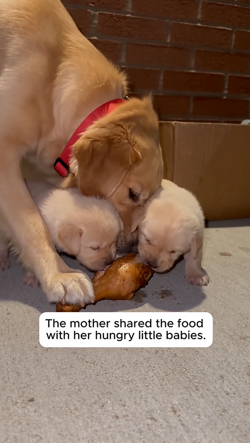 a170107The Abandoned Dog Begged For Her Puppies 🥺#animals #Love #wholesome #rescue #dog