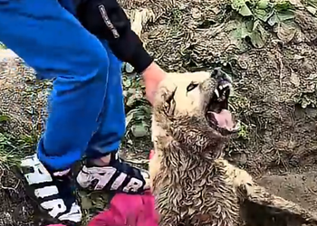 k2010003 Kangal dog rescues man trapped in mud