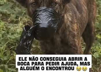 a170104He cannot bark, he cannot drink water… and he has no way to make a request.
