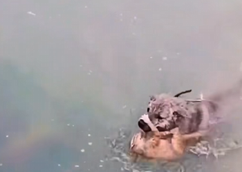 k2010008 Dog rushed into the water to save the kitten