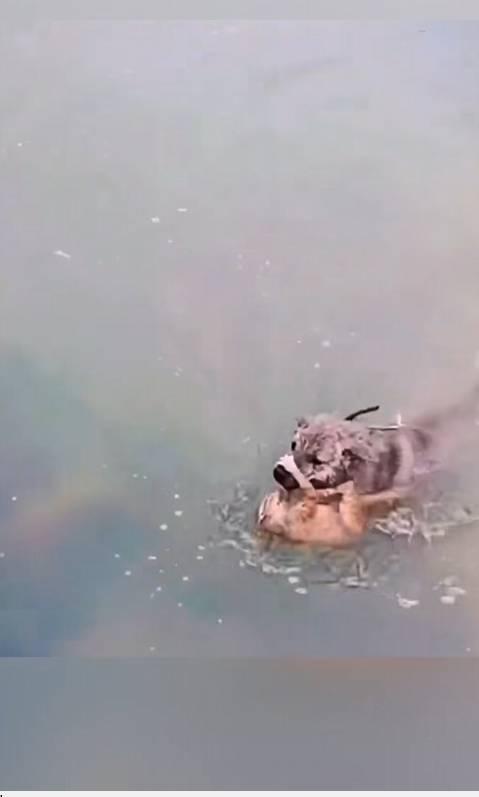 k2010008 Dog rushed into the water to save the kitten